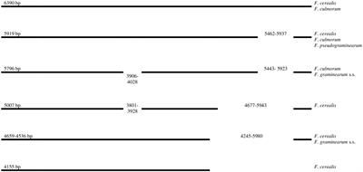 Diversity of Mobile Genetic Elements in the Mitogenomes of Closely Related Fusarium culmorum and F. graminearum sensu stricto Strains and Its Implication for Diagnostic Purposes